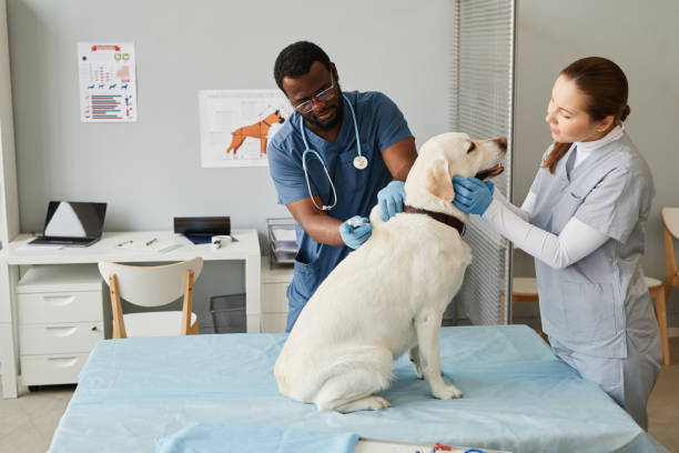 Pet orthopedic surgery Long Island
