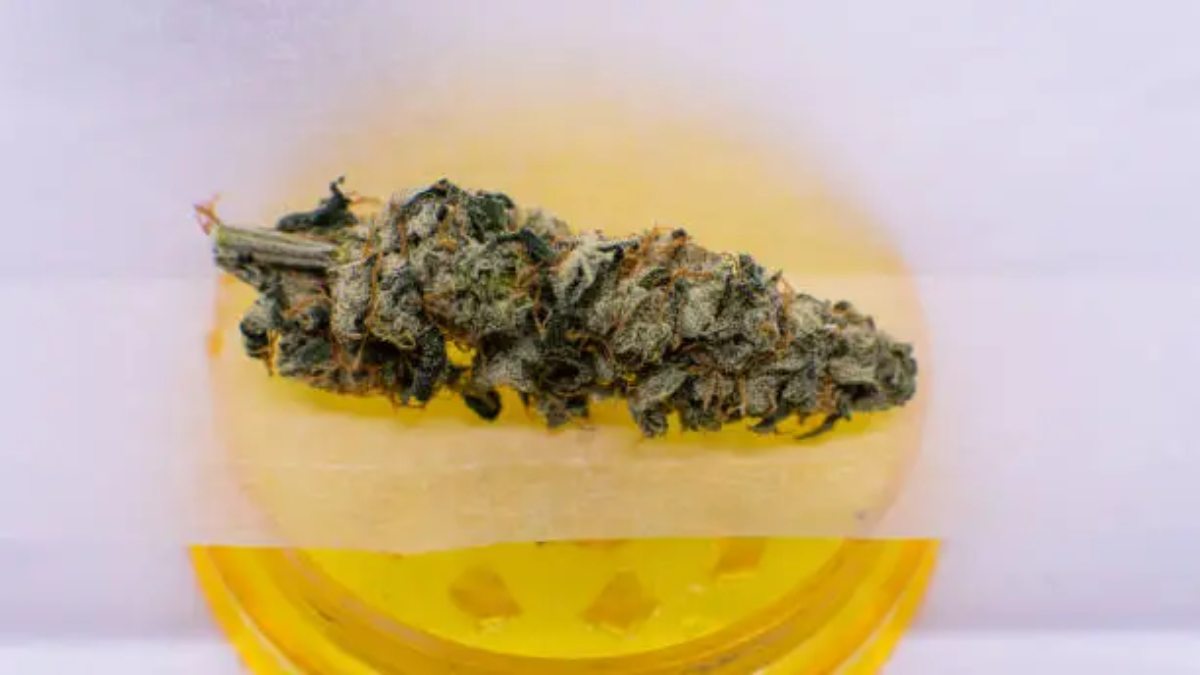 gelonade strain